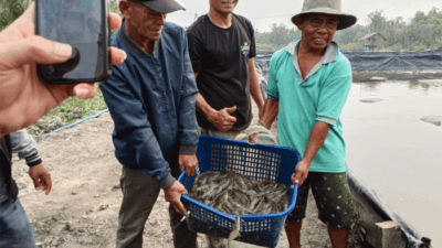 BUMDES Amanah Rakyat Nagur saat panen perdana udang Vaname