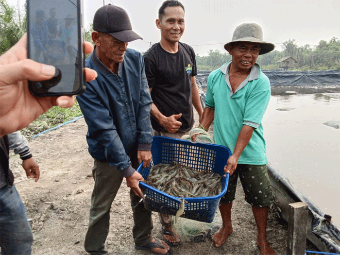 Panen Perdana Udang Vaname, BUMDes Nagur Cuan Rp20 Juta per Kolam 1 BUMDES Amanah Rakyat Nagur saat panen perdana udang Vaname