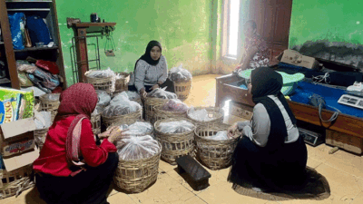 Aktivitas perajin gula merah di Desa Jugosari, Kecamatan Candipuro, Kabupaten Lumajang, Jawa Timur, untuk membangun merek sendiri dan memperluas jangkauan pemasaran. (Foto: Ayu untuk liputankini.com)